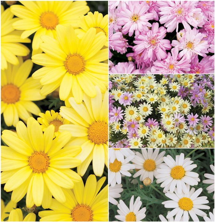 Marguerite Daisy 'Multiple Varieties' - Argyranthemum from The Flower Spot Marguerite Daisy 'Multiple Varieties' - Argyranthemum from The Flower Spot