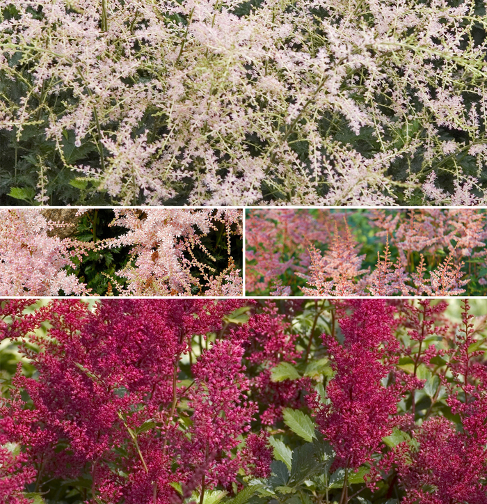 Astilbe - Multiple Varieties from The Flower Spot