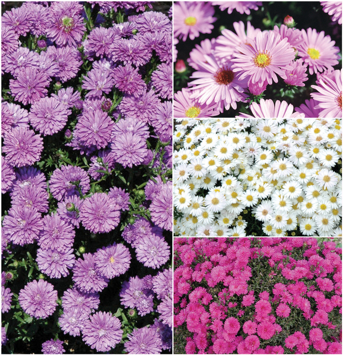 Aster -Michaelmus Daisy - Multiple Varieties from The Flower Spot