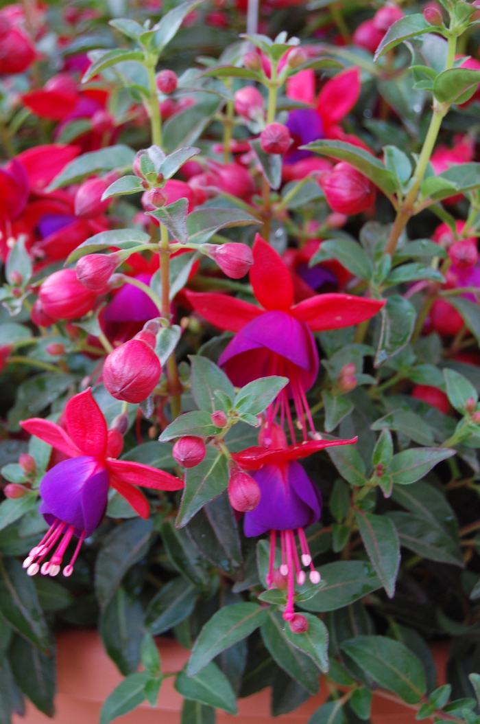 Fuchsia 'Aretes Jollies Nantes' - Fuchsia (Upright) from The Flower Spot Fuchsia 'Aretes Jollies Nantes' - Fuchsia (Upright) from The Flower Spot