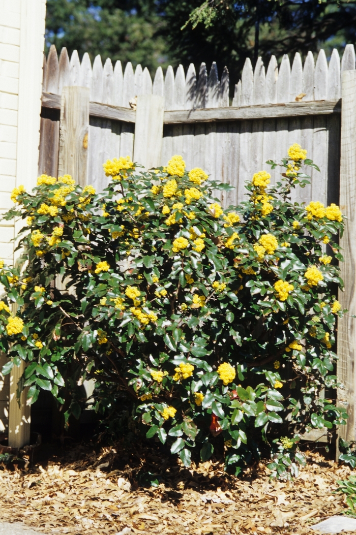 Oregon Grape - Mahonia aquifolium from The Flower Spot