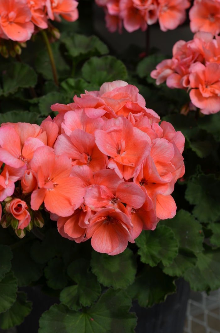 Geranium 'Fantasia Salmon' - Pelargonium x hortorum (Zonal Geranium) from The Flower Spot Geranium 'Fantasia Salmon' - Pelargonium x hortorum (Zonal Geranium) from The Flower Spot