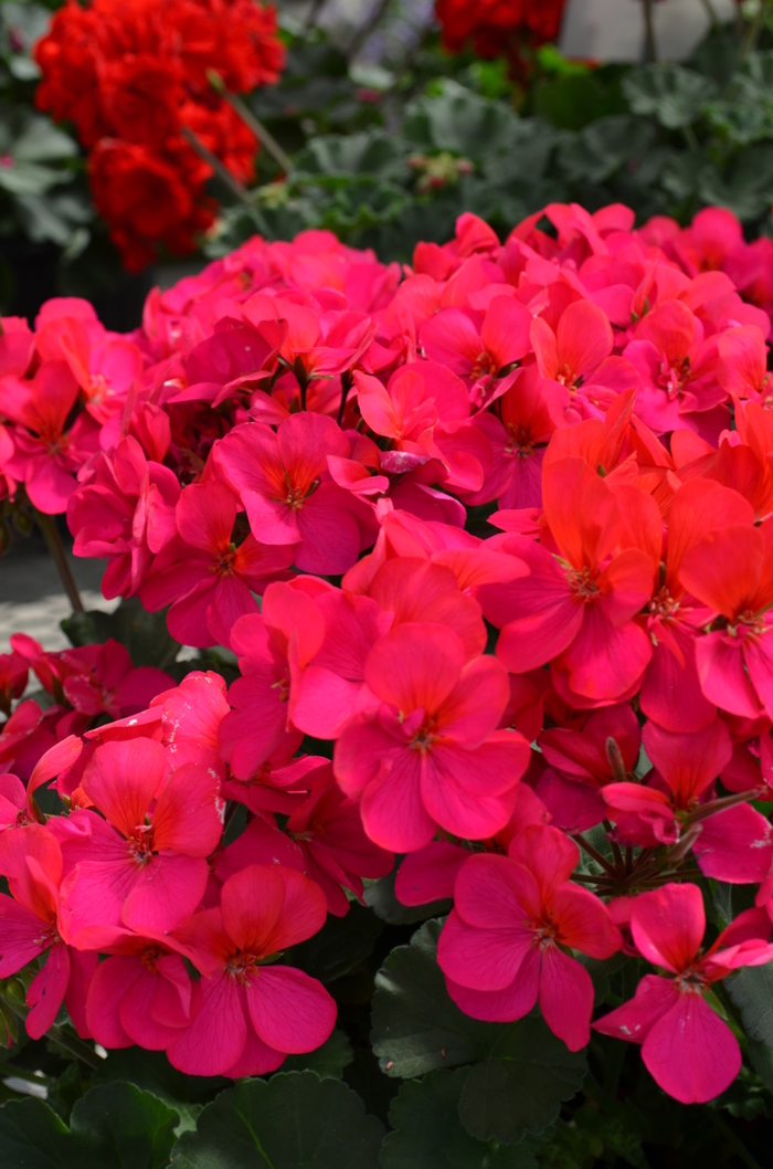 Geranium 'Fantasia Violet' - Pelargonium x hortorum (Zonal Geranium) from The Flower Spot Geranium 'Fantasia Violet' - Pelargonium x hortorum (Zonal Geranium) from The Flower Spot