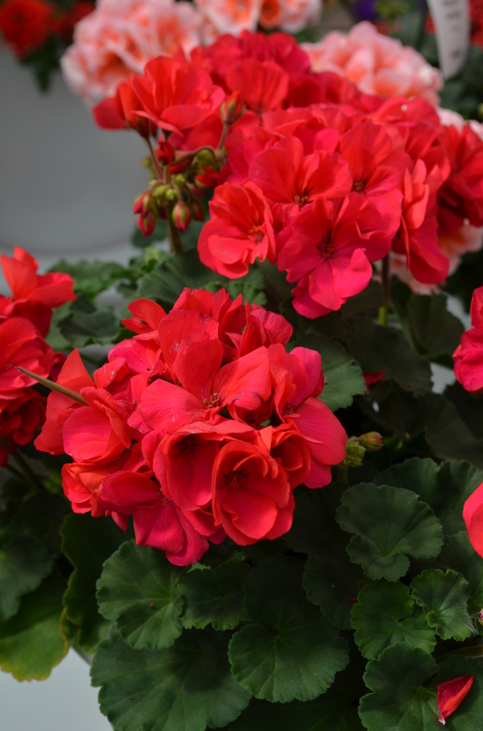 Geranium 'Moonlight Dark Fuchsia' - Pelargonium x hortorum (Zonal Geranium) from The Flower Spot Geranium 'Moonlight Dark Fuchsia' - Pelargonium x hortorum (Zonal Geranium) from The Flower Spot