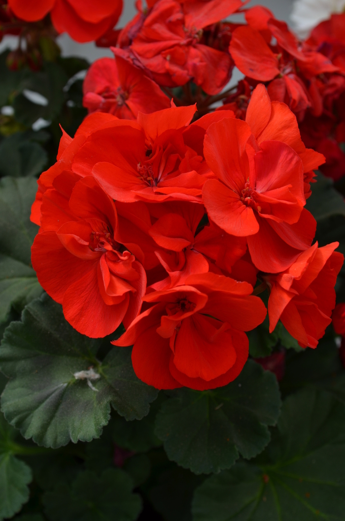 Moonlight™ Dark Red - Pelargonium x hortorum 'Dark Red' (Zonal Geranium) from The Flower Spot