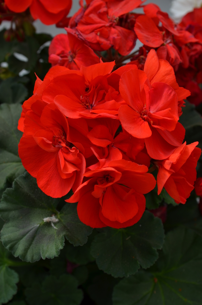 Geranium 'Moonlight Dark Red' - Pelargonium x hortorum (Zonal Geranium) from The Flower Spot Geranium 'Moonlight Dark Red' - Pelargonium x hortorum (Zonal Geranium) from The Flower Spot