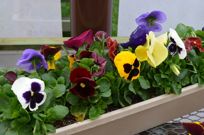 Pansy - Viola x wittrockiana 'Spring Matrix' Pansy - Viola x wittrockiana 'Spring Matrix'
