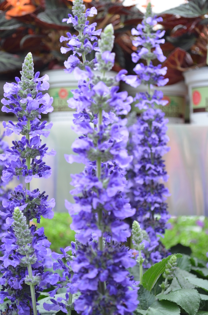Salvia 'Mystic Spires' - Salvia longispicata x farinacea from The Flower Spot Salvia 'Mystic Spires' - Salvia longispicata x farinacea from The Flower Spot