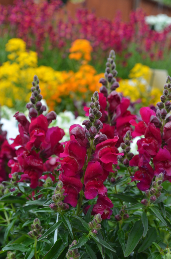 Snapdragon - Antirrhinum majus from The Flower Spot