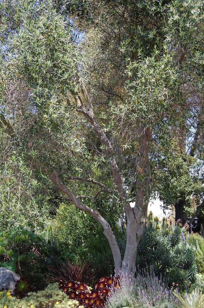 Olive - Olea europea Olive from The Flower Spot