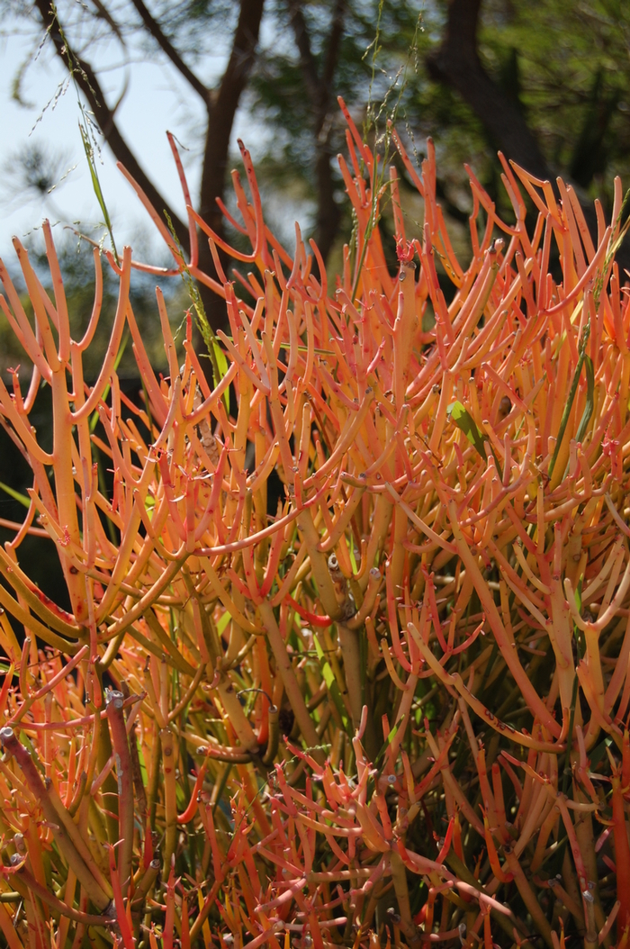 Red Pencil Tree - Euphorbia tirucalli from The Flower Spot Red Pencil Tree - Euphorbia tirucalli from The Flower Spot