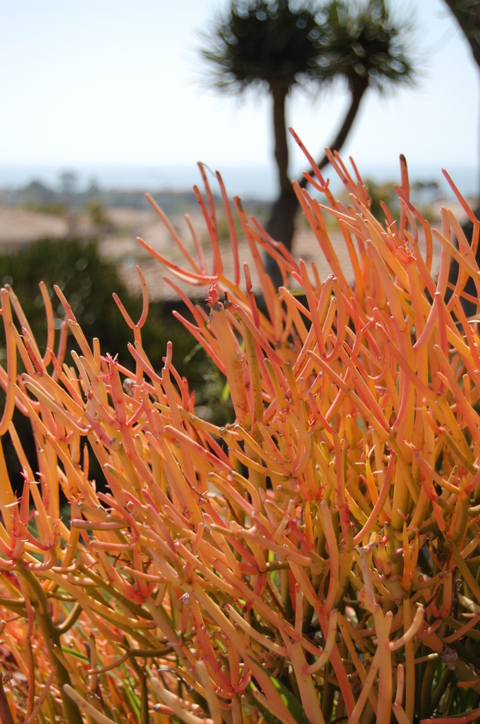 Red Pencil Tree - Euphorbia tirucalli 'Sticks on Fire' from The Flower Spot