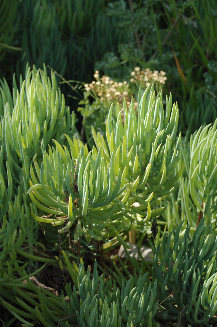 Elgon Aloe - Aloe elgonica Elgon Aloe from The Flower Spot