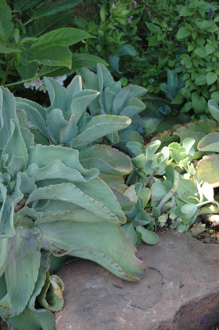 Penwiper Plant - Kalanchoe marmarota from The Flower Spot