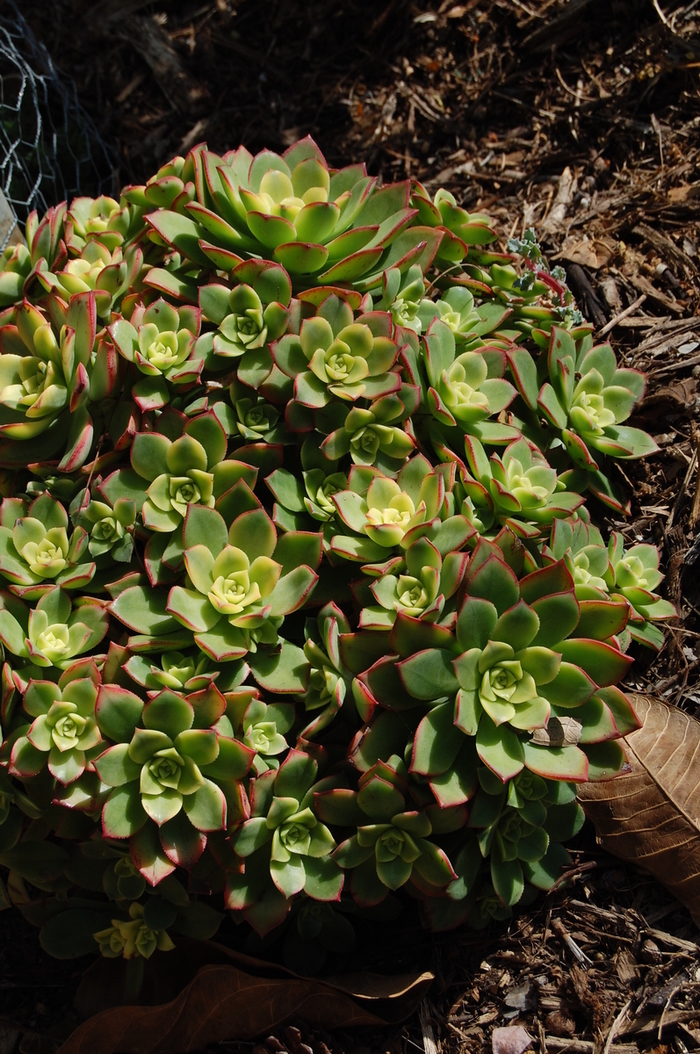Aeonium Tri Colour - Aeonium haworthii 'tricolour' from The Flower Spot Aeonium Tri Colour - Aeonium haworthii 'tricolour' from The Flower Spot