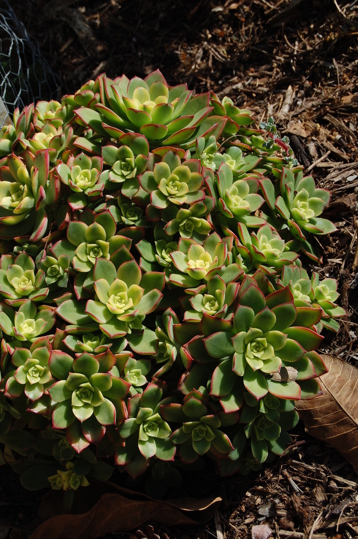 Aeonium Tri Colour - Aeonium haworthii 'tricolour' from The Flower Spot