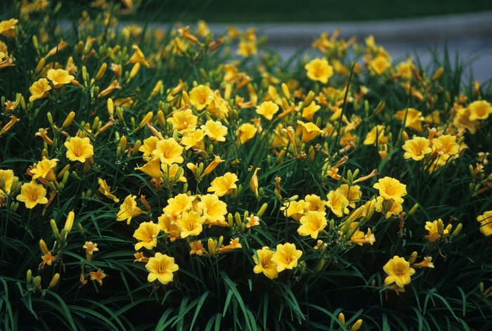 Daylily - Hemerocallis 'Stella d' Oro' from The Flower Spot