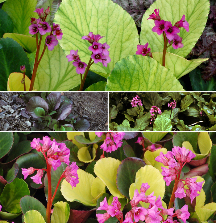 Bergenia 'Multiple Varieties' - Bergenia from The Flower Spot