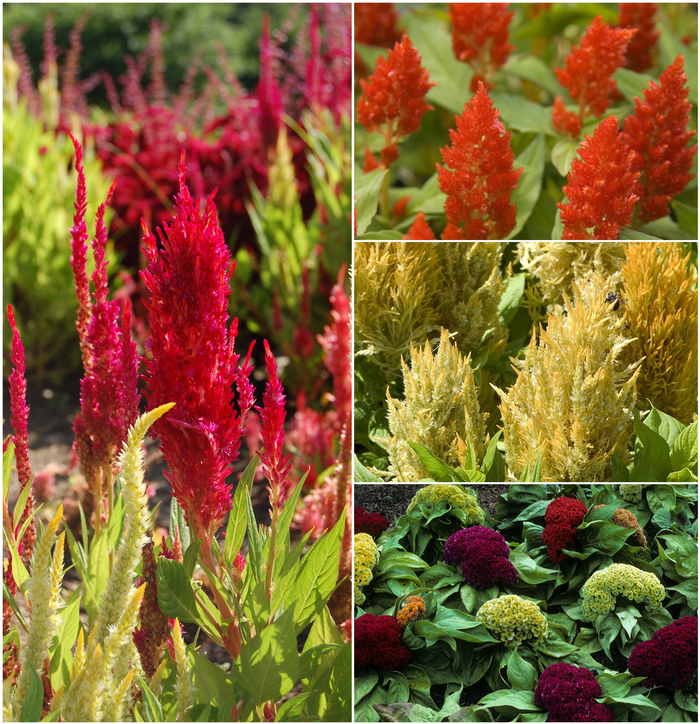 Celosia - Cockscomb - Multiple Varieties from The Flower Spot
