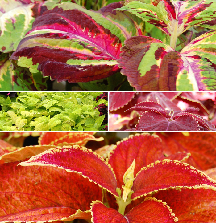 Sun Coleus - Coleus from The Flower Spot