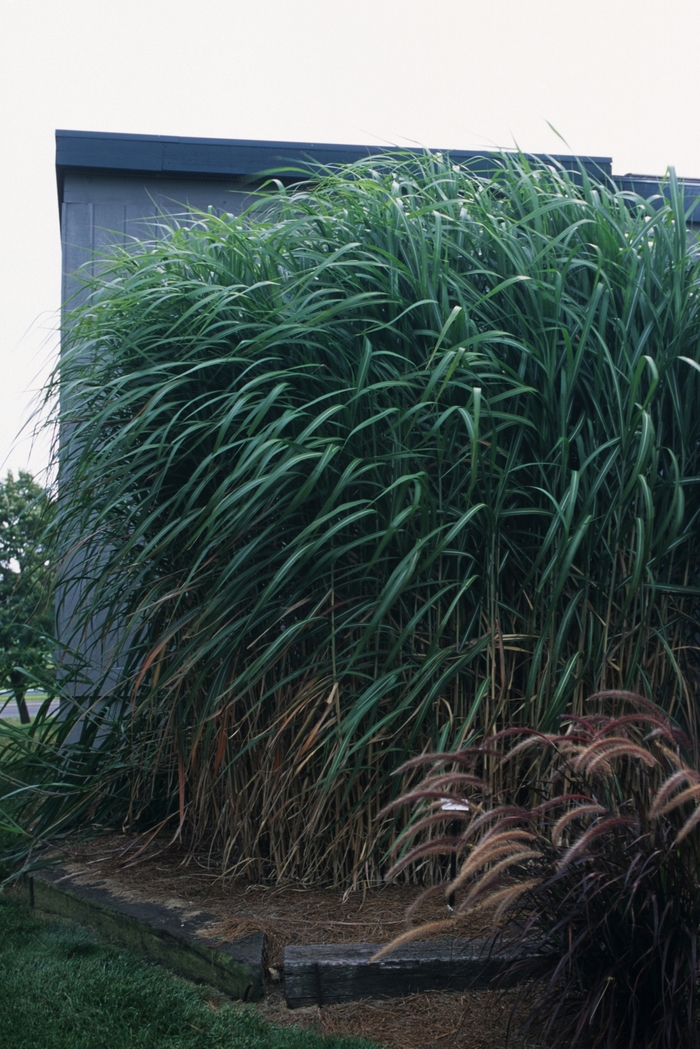 Maiden Grass 'Giganteus' - Miscanthus floridulus from The Flower Spot