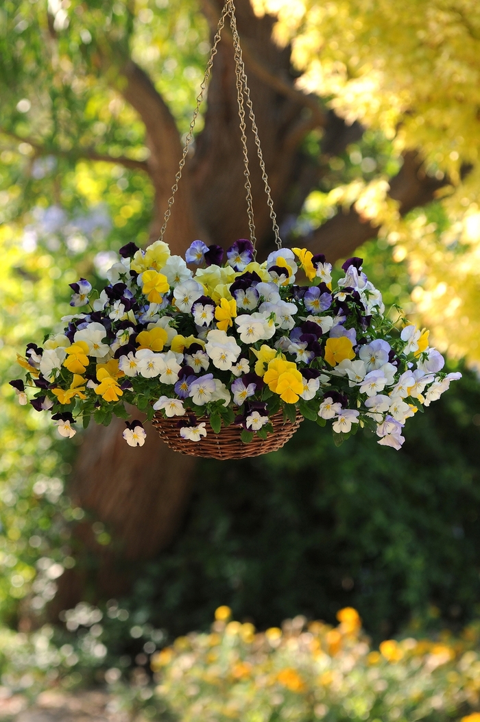 Pansy Basket - Cool Wave™ Series from The Flower Spot