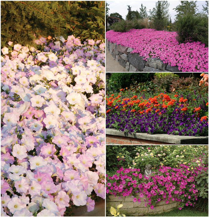 Wave Petunias - Wave™ Series from The Flower Spot Wave Petunias - Wave™ Series from The Flower Spot