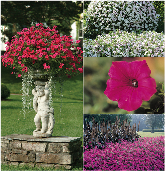 Tidal Wave Petunia - Tidal Wave™ Series from The Flower Spot