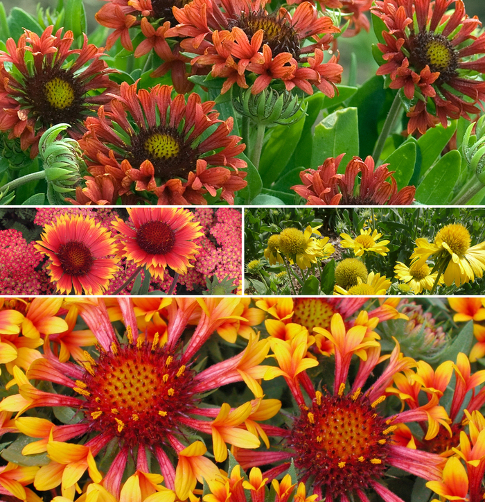 Gaillardia - Blanket Flower - Gaillardia 'Multiple Varieties' from The Flower Spot Gaillardia - Blanket Flower - Gaillardia 'Multiple Varieties' from The Flower Spot
