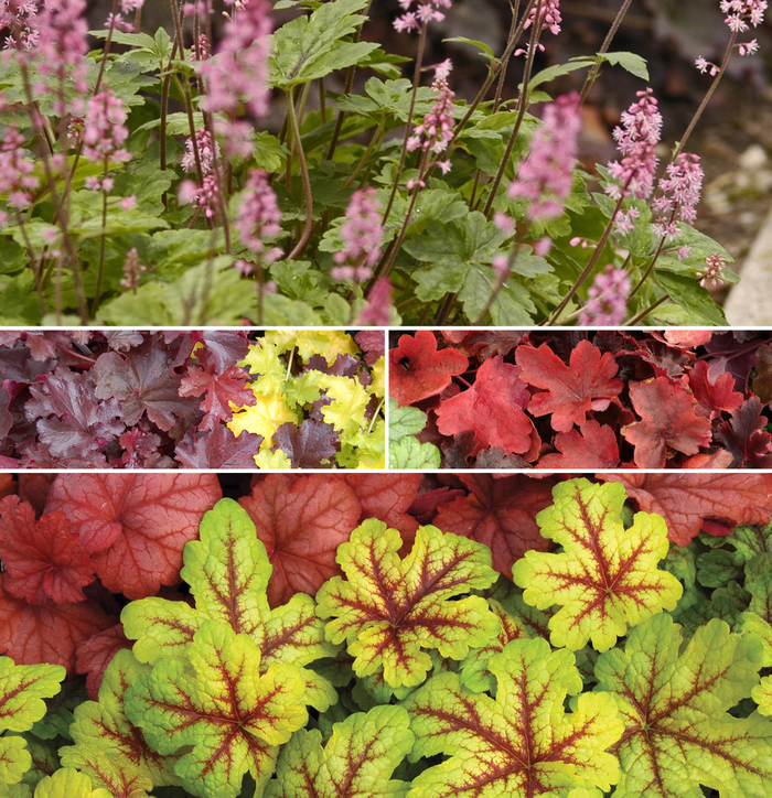 Foamy Bells 'Multiple Varieties' - Heucherella from The Flower Spot Foamy Bells 'Multiple Varieties' - Heucherella from The Flower Spot