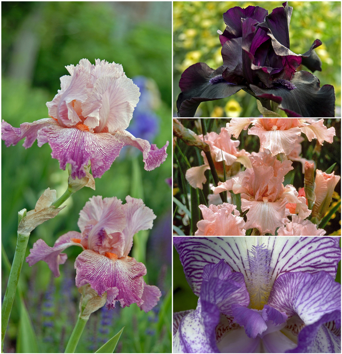Iris 'Bearded Varieties' - Iris germanica from The Flower Spot