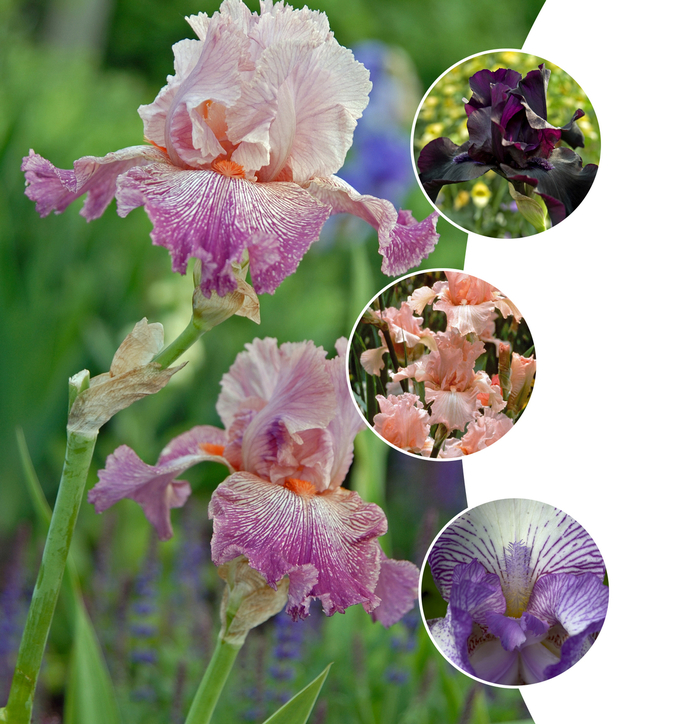 Iris - Multiple Varieties from The Flower Spot
