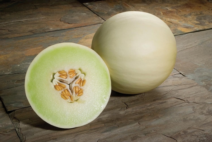 Snow Mass Honeydew Melong - Cucumis melo 'Snow Mass' from The Flower Spot Snow Mass Honeydew Melong - Cucumis melo 'Snow Mass' from The Flower Spot