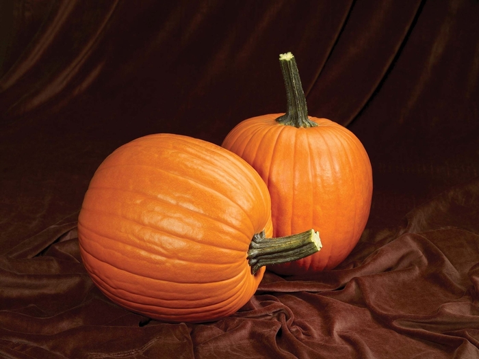 Pumpkin 'Magic Lantern' - Cucurbita pepo from The Flower Spot Pumpkin 'Magic Lantern' - Cucurbita pepo from The Flower Spot