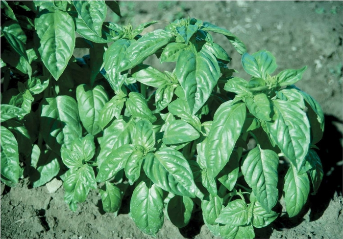  Italian Large Leaf Basil - Ocimum basilicum from The Flower Spot