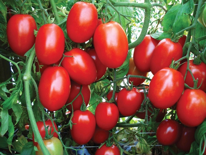 Tomatoes - Tomato from The Flower Spot Tomatoes - Tomato from The Flower Spot