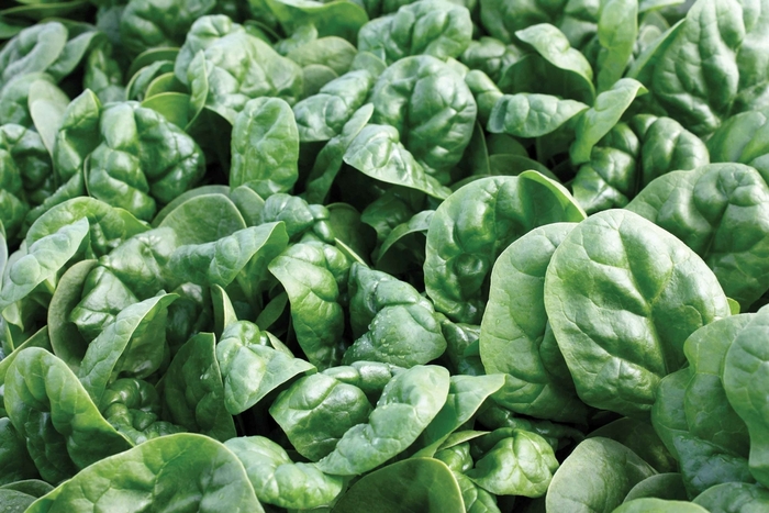 Spinach 'Bloomsdale' - Spinacia from The Flower Spot Spinach 'Bloomsdale' - Spinacia from The Flower Spot