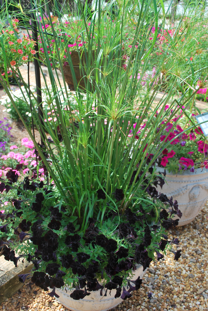 Umbrella Grass - Cyperus papyrus 'King Tut®' from The Flower Spot