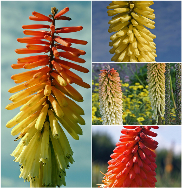 Red Hot Poker Plant 'Multiple Varieties' - Kniphofia from The Flower Spot