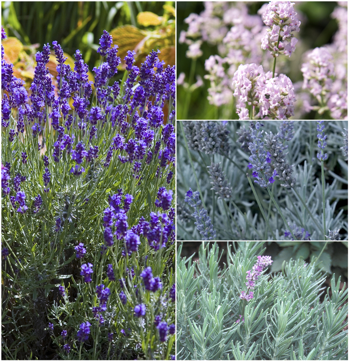 Lavender 'Multiple Varieties' - Lavandula from The Flower Spot