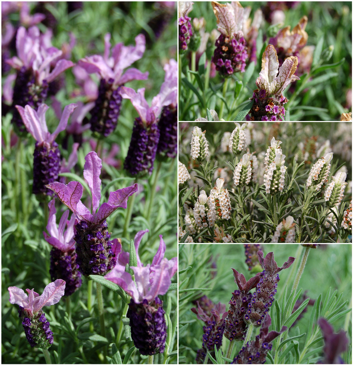 Lavender 'Favorite Summer Series' - Lavandula stoechas (French Butterfly Lavender) from The Flower Spot Lavender 'Favorite Summer Series' - Lavandula stoechas (French Butterfly Lavender) from The Flower Spot