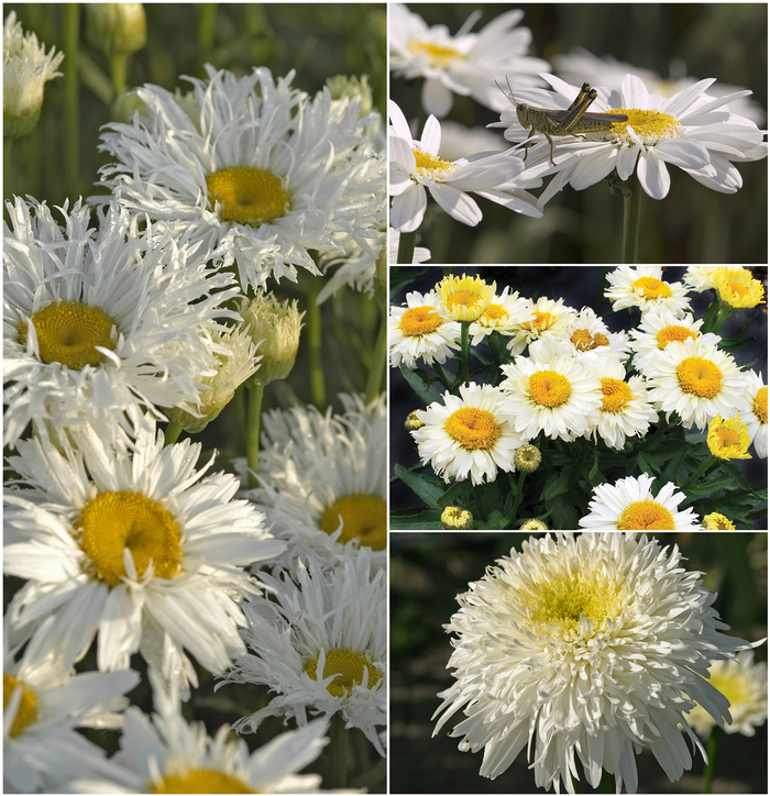 Shasta Daisy 'Multiple Varieties' - Leucanthemum x superbum from The Flower Spot