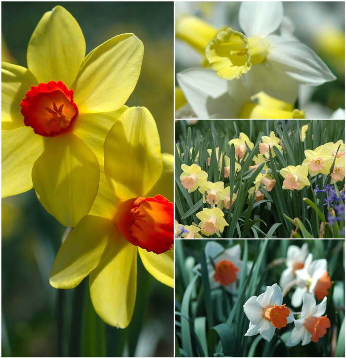 Daffodil 'Multiple Varieties' - Narcissus from The Flower Spot Daffodil 'Multiple Varieties' - Narcissus from The Flower Spot