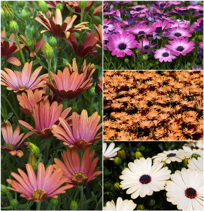 Osteospermum - Multiple Varieties from The Flower Spot
