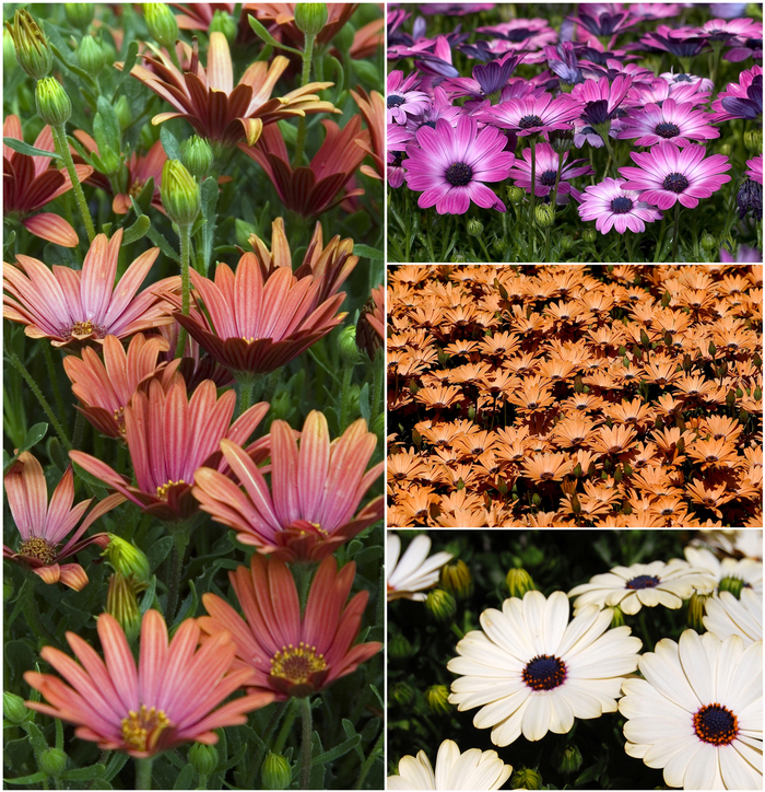 Osteospermum - Multiple Varieties from The Flower Spot Osteospermum - Multiple Varieties from The Flower Spot