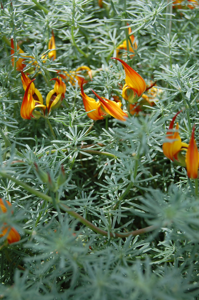 Lotus Vine 'Gold Flash' - Lotus berthelotii (Parrot's Beak) from The Flower Spot Lotus Vine 'Gold Flash' - Lotus berthelotii (Parrot's Beak) from The Flower Spot