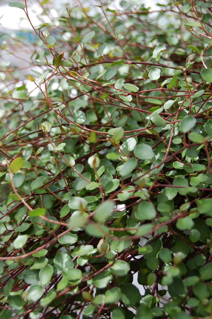 Wire Vine - Muehlenbeckia complexa from The Flower Spot Wire Vine - Muehlenbeckia complexa from The Flower Spot