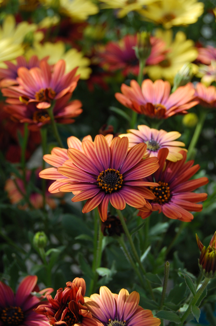 Osteospermum 'Light Copper' - Osteospermum (African Daisy) from The Flower Spot