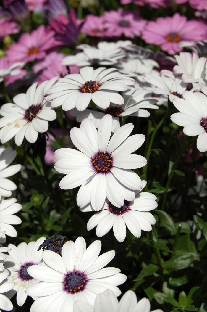 Osteospermum 'Astra White' - Osteospermum (African Daisy) from The Flower Spot Osteospermum 'Astra White' - Osteospermum (African Daisy) from The Flower Spot