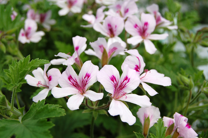 Scented Geranium - Pelargonium 'Citronella' from The Flower Spot